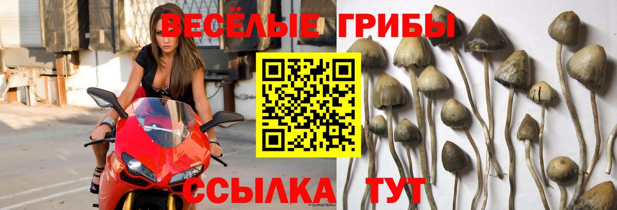 Галлюциногенные грибы Cubensis  Вход с VPN  Псилоцибиновые грибы прущие грибы  Фрязино 